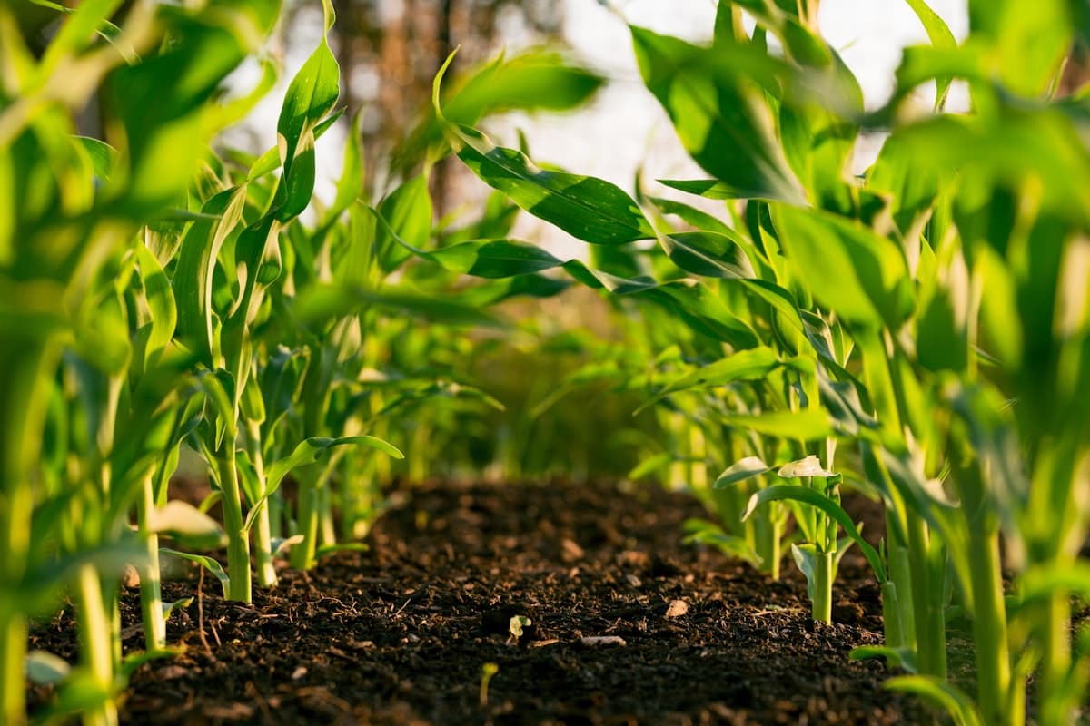 Why Kasaragod's Agricultural Exporters Are Phasing Out Spreadsheets for Custom ERPs